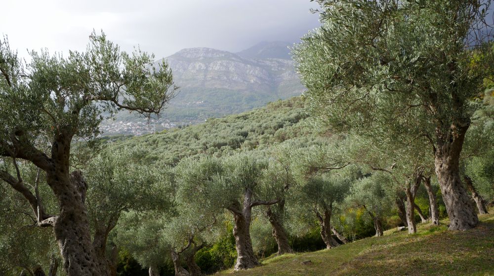 Huile d'olive Chemlali: la variété douce et fruitée du Sud